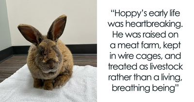 A Rabbit’s Life Was Changed Forever After Being Rescued From A Meat Farm