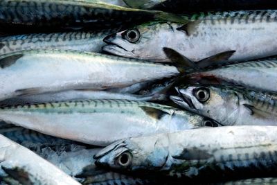 UK’s failure to back sustainable mackerel fishing condemned as ‘pitiful’