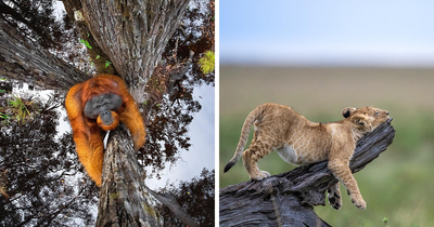 The reFocus Awards Showcase 74 Breathtaking Animal Moments