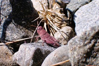 Ultra-rare pink grasshopper spotted in New Zealand