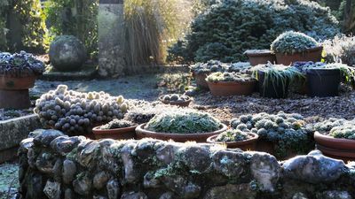 Experts Warn These 3 Mistakes Could Ruin Your Containers and Wipe out Potted Plants This Winter – Luckily It’s Easy to Avoid Them