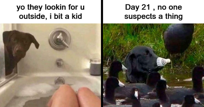 These 44 Dog Memes Are So Funny, You Might Forget Your Own Problems