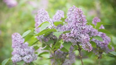 What To Do with Lilacs in the Fall for a Magnificent Display Next Spring – Plus 2 Things to Always Avoid