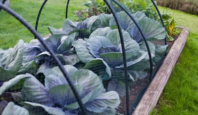 Why Garden Nets Can Protect Late Crops