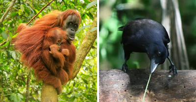 These Are Some Of The Smartest Animals Ever Studied, According To Science