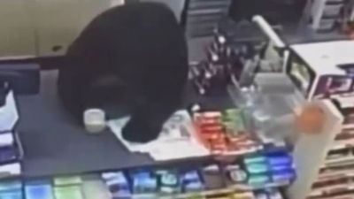 11-year-old boy runs into dollar store screaming with a black bear chasing right behind him but what happened at the counter is even more terrifying