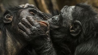Kissing goes back 21 million years, to the common ancestor of humans and other large apes, study finds