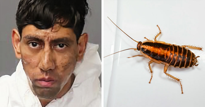 “Kafka, Is That You?”: Man, 25, Accused Of Taking Two Lives Claims A Cockroach Ordered Him To Do So