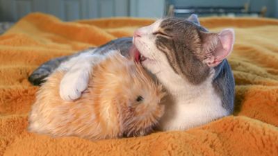 This AI pet is the cutest thing I ever reviewed — and my cat loves it too