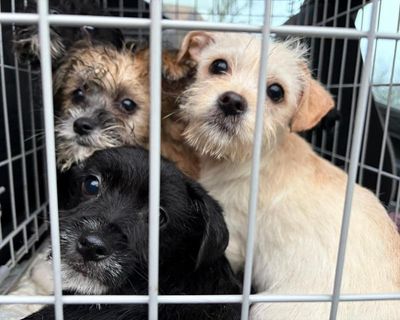 Dog and cat abandonment soars in UK as owners struggle with cost of living
