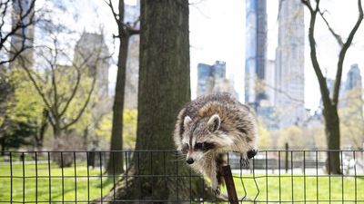 Human trash is 'kick-starting' the domestication of city-dwelling raccoons, study suggests