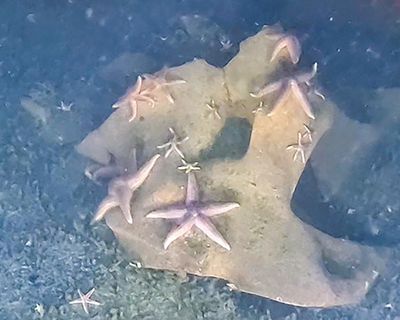 Nazi bombs, torpedo heads and mines: how marine life thrives on dumped weapons