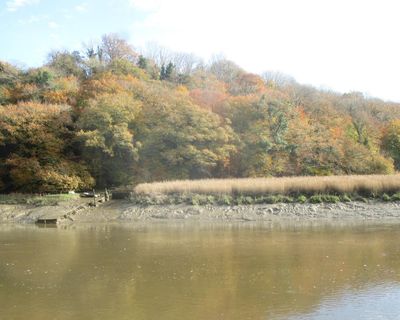 Country diary: Golden leaves in the valley and holly trees stripped bare