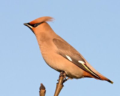 Easterly winds and clear skies are cue for charismatic waxwings to cross to UK