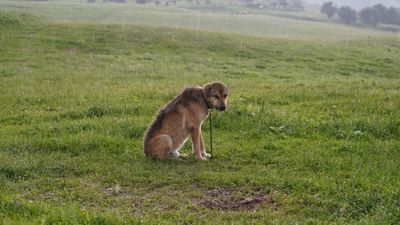 High Cost of Pet Care Drives Brits to Abandon More Than 24,000 Dogs and Cats In the UK