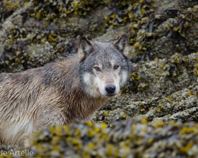 Raiders of the lobster pot: wily wolves learn to haul in Canadian crab traps