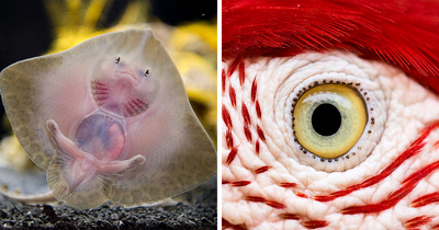 47 Incredible Moments From The Wild Captured By The Wikimedia Commons Community (New Pics)