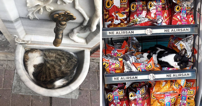 If You Love Cats, These 78 Photos From Istanbul Shared By This Community Might Steal Your Heart