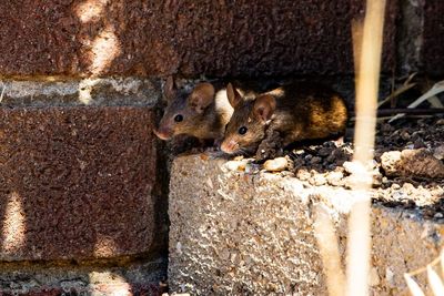 Why Rodent Populations Spike in Autumn Gardens