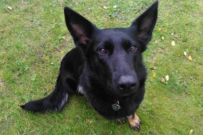 Driver for Amazon ‘runs over pet dog, leaving family upset and facing huge vets’ bills’