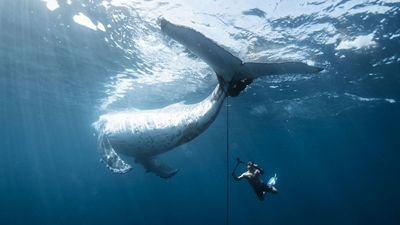Powerful image of whale rescue scoops prestigious award – "What we did together was bigger than a photograph" says the winner