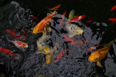 Ottawa officials to cull ‘mindblowing’ influx of thousands of goldfish in pond