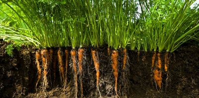 Engineered microbes could tackle climate change – if we ensure it’s done safely