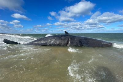 Dead sperm whale – weight of a fully loaded tractor-trailer – has washed ashore in Nantucket and officials aren’t sure how to move it