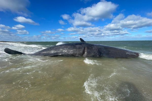 Dead sperm whale – weight of a fully loaded tractor-trailer – has washed ashore in Nantucket and officials aren’t sure how to move it