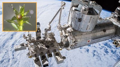 Scientists put moss on the outside of the International Space Station for 9 months — then kept it growing back on Earth