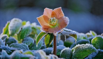 Gardeners urged to protect plants from frost this weekend — 9 essential tips