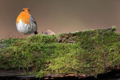 Country diary: A precious moment with a robin and its soft autumn song