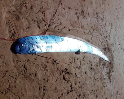 Three-metre giant oarfish, ‘palace messenger’ of doom, washes up on Tasmanian beach