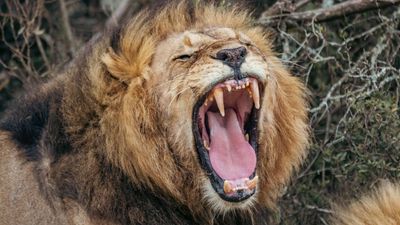 Scientists discover new type of lion roar