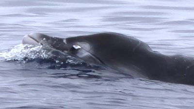 These ‘cryptic’ whales had never been seen alive in the wild before - then scientists found six