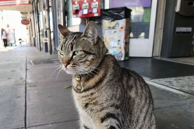 Driverless Taxi Kills 'KitKat,' Beloved San Francisco Bodega Cat — Death Sparks Debate Over Robotaxi Safety