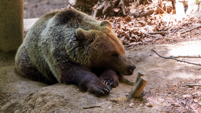 Photographer set up his camera hoping to capture bears. 10 years later the nightmare footage confirms something else was using the den