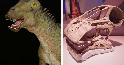 Nigersaurus Dinosaur Stuns Scientists With A Jaw That Contains 500 Teeth