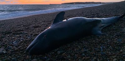 Mercury pollution in marine mammals is increasing – new study