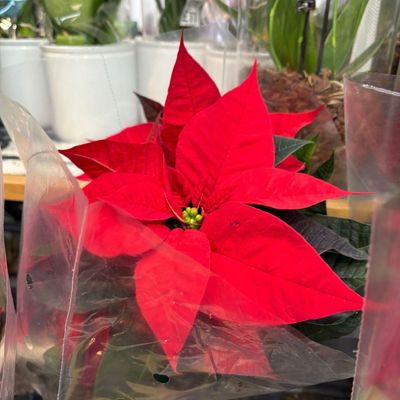5 tricks I use to choose a poinsettia from the supermarket as a gardens editor – the easiest ways to spot a healthy plant