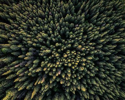 Drax, the forestry industry and the guise of ‘green’ energy