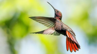 Shot at 1/4000 sec, this stunning mango hummingbird photo was taken with the world’s first IP53 weather-sealed camera – and it helped clinch a victory