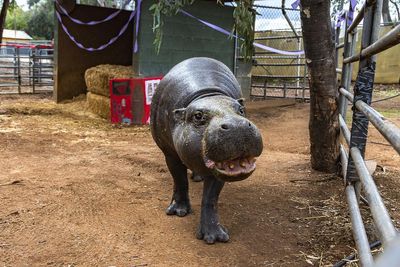 World’s oldest known pygmy hippo turns 52: ‘Anyone who meets her falls in love’