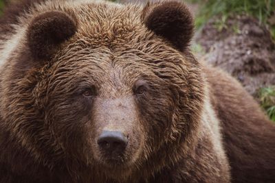 'Aggressive' Grizzly Bear That Attacked 11 People in Canada Still on the Loose; 2 Critically Injured