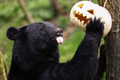 Indian state faces rising bear attacks as officials authorise drastic measures