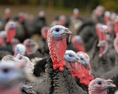 Bad season of bird flu in UK hits supply of Christmas turkeys