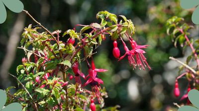 When should you cut back fuchsias? It all depends on the type, according to our garden experts