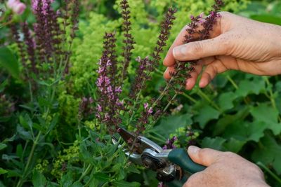 The Perennials You Should Split and Move Right Now