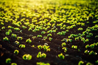 Why Seedlings Fail in Late Plantings