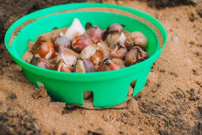 How to Prep Soil for Bulbs Without Spending a Fortune